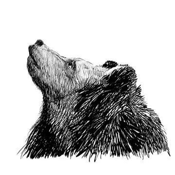 Brown bear. Bear head. Wild bear. Brown bear head. Stock Illustration