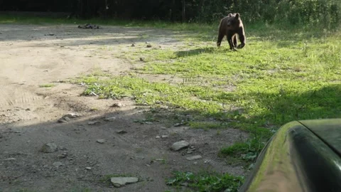 Brown bear begging for food on the side of the road 28 Vídeos de archivo 248456795