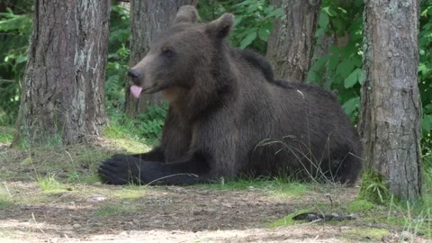 Brown bear begging for food on the side of the road 11 Vídeos de archivo 248456804