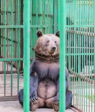 Brown bear behind bars in a cage Stock Photos