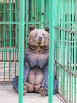 Brown bear behind bars in a cage Stock Photos