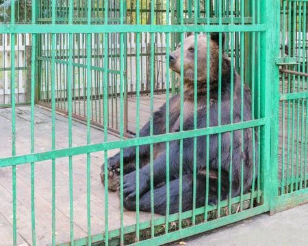 Brown bear behind bars in a cage Stock Photos