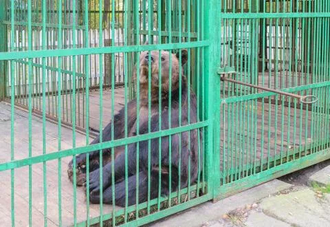 Brown bear behind bars in a cage Stock Photos