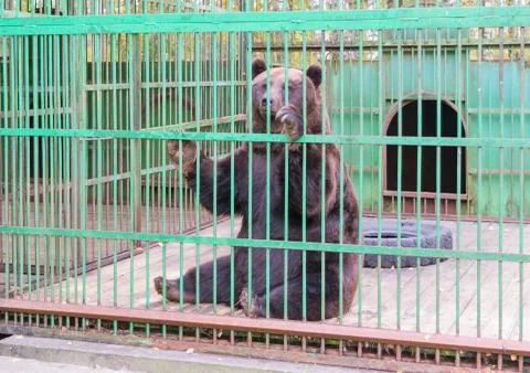 Brown bear behind bars in a cage Stock Photos