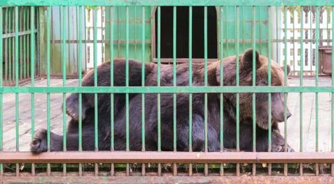 Brown bear behind bars in a cage Stock Photos