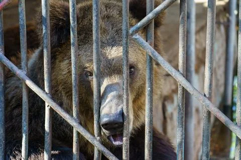 Brown bear behind bars in the zoo Stock Photos
