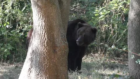 Brown Bear behind a tree, Ursus arctos Video stock 10560115