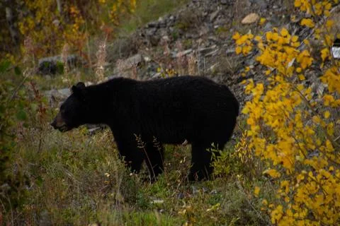 Brown bear between trees Stock Photos