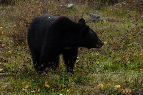 Brown bear between trees Stock Photos
