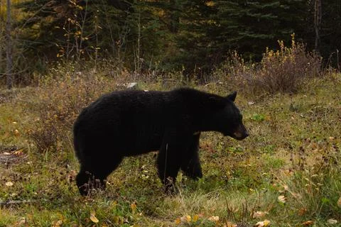 Brown bear between trees Stock Photos