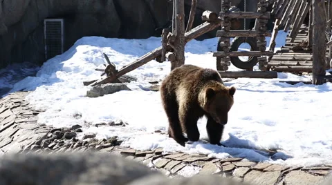 Brown bear in a big enclosure Stock Footage 49048027