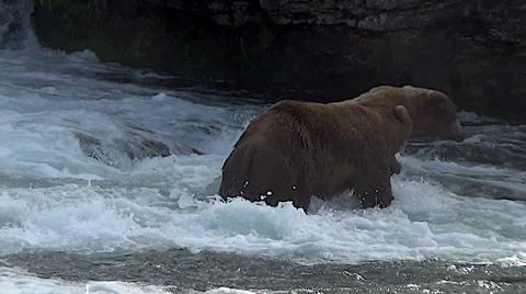 Brown Bear Boar Convinces Sow to go Courting Stock Footage 50783781