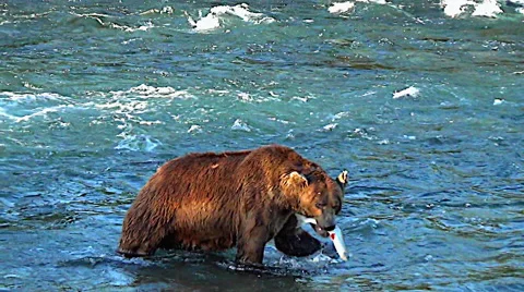 Brown Bear Boar in River Walks By With a Salmon Stock Footage 50545575