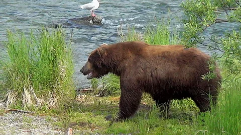 Brown Bear Boar Walks Across Island Into Water to His Favorite Fishing Spot Stock Footage 51373148