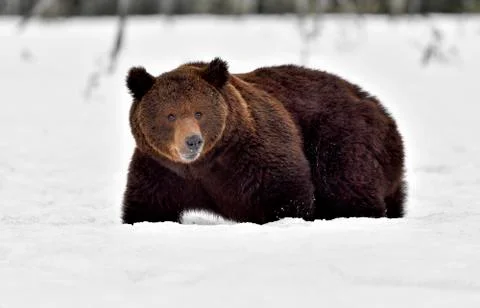 A brown bear is bogged down in deep snow. Stock-Fotos
