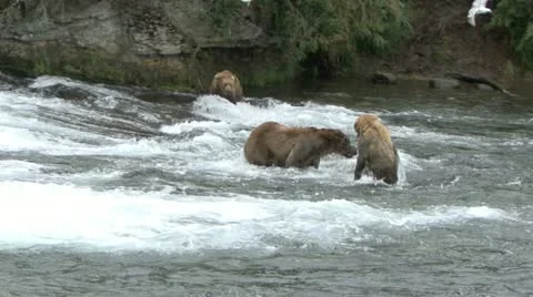 BROWN BEAR BULLY Video stock 14808191