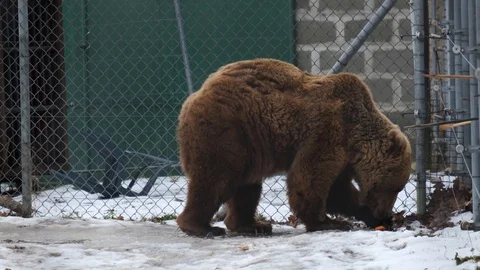 Brown bear in the cage in a bear farm. People feed it with honey. Stock Footage 102323496
