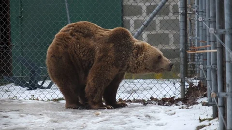 Brown bear in the cage in a bear farm. People feed it with honey. Stock Footage 102323506
