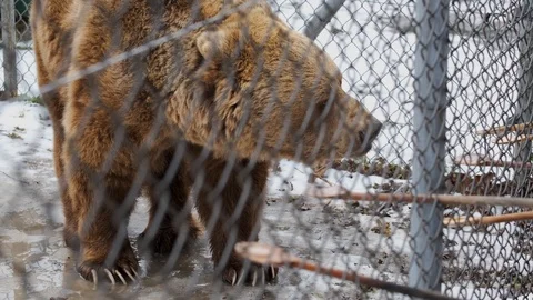 Brown bear in the cage in a bear farm. People feed it with honey. 動画素材 102324349