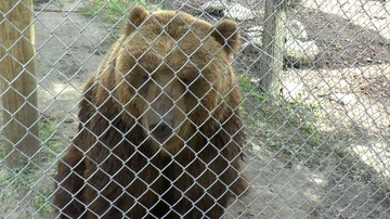 Brown Bear in a Cage Facing Camera 動画素材 85578538