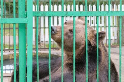 Brown bear in a cage Stock Photos