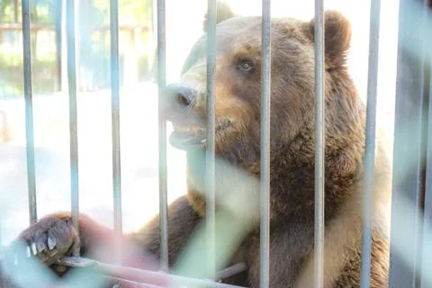 Brown Bear in a cage Foto stock