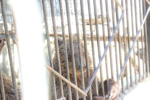 Brown Bear in a cage Stock Photos