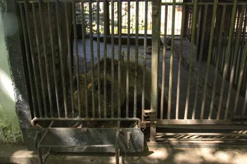 Brown Bear in a cage Stock Photos