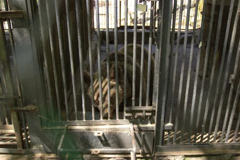 Brown Bear in a cage Stock Photos