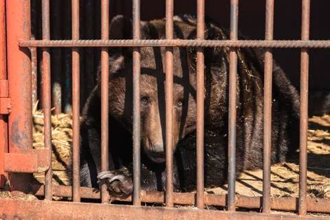 Brown bear in a cage. Stock Photos