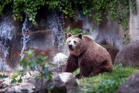 Brown bear, captive Stock Photos