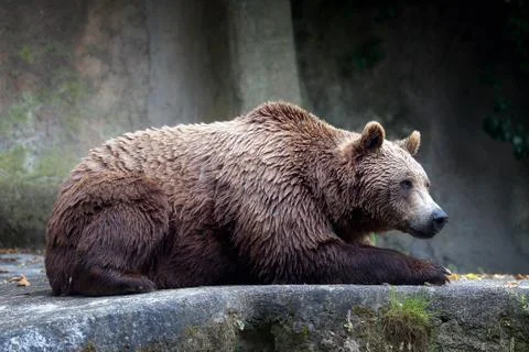 Brown bear, captive Stock Photos