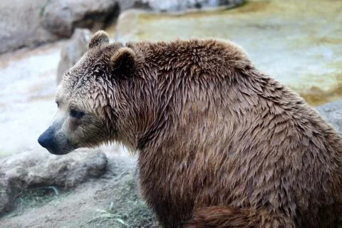 Brown bear, captive Stock-Fotos