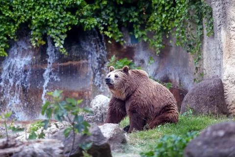 Brown bear, captive Stock Photos