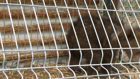 Brown bear in captivity 库存影片 78874983