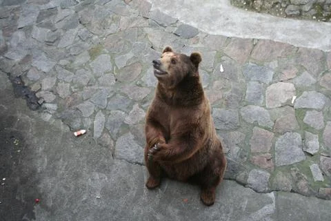 Brown bear in captivity Stock Photos