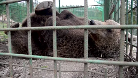 Brown bear in captivity.  Wild animal locked behind iron bars. Stock Footage 153375907
