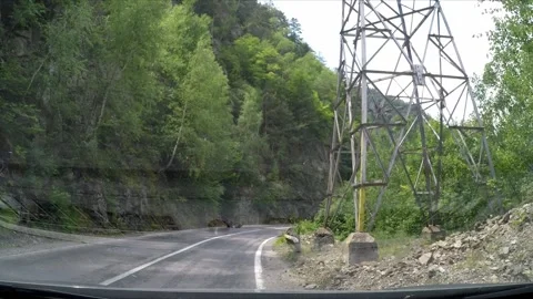 Brown Bear in the carpathian forest of Romania Stock Footage 242501143