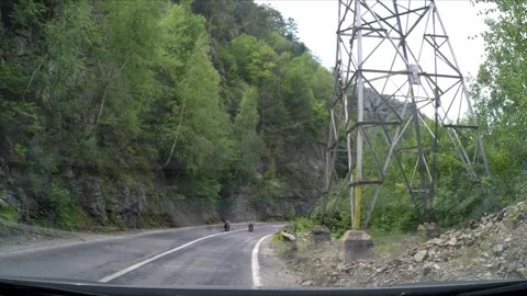 Brown Bear in the carpathian forest of Romania Stock Footage 242501167