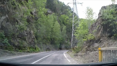 Brown Bear in the carpathian forest of Romania Stock Footage 242501376