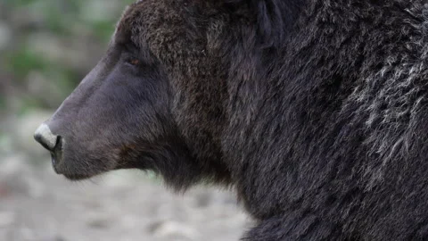 Brown bear in the Carpathian mountains during dawn on a autumn day. Ukraine Stock Footage 245216981