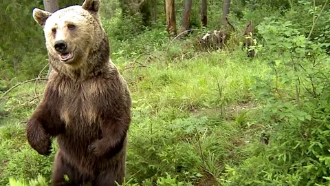 Brown bear in Carpathian Mountains Vídeos de archivo 78542046