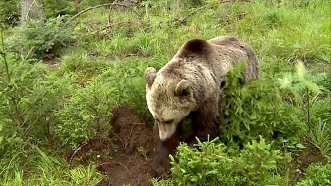 Brown bear in Carpathian Mountains Vídeos de archivo 78545255