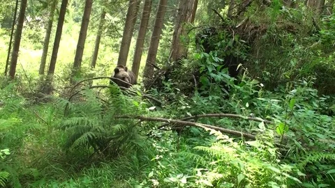 Brown bear  in Carpathian Mountains Vídeos de archivo 78550216