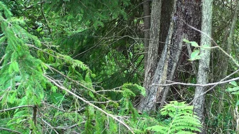 Brown bear in Carpathian Mountains Vídeos de archivo 78551230