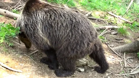 Brown bear  in Carpathian Mountains Vídeos de archivo 78551971