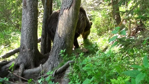 Brown bear in Carpathian Mountains Vídeos de archivo 78552066