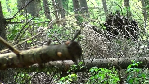 Brown bear  in Carpathian Mountains Vídeos de archivo 78552115