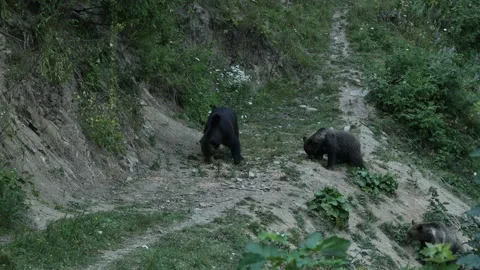 A brown bear in the Carpathian of romania Stock Footage 167538488