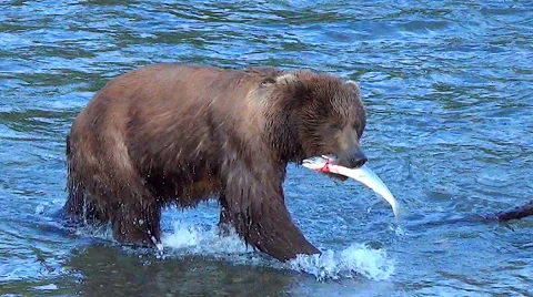 Brown Bear Carries Salmon &amp; Drops It to Play &amp; It Struggles and Gets Away Stock Footage 51822114